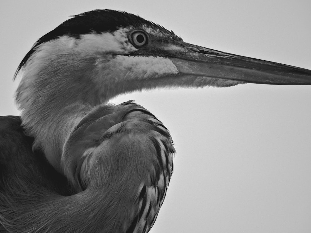 a black and white photo of a bird