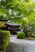 A traditional Japanese house is nestled among lush greenery. The scene features a pathway lined with well-maintained hedges and trees with vibrant green leaves. The house has a rustic aesthetic with a dark wooden roof, and its entrance is adorned with a purple noren curtain.