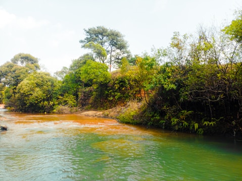 A serene landscape featuring a tranquil river flowing alongside a lush, green forest. The water reflects shades of blue and green, suggesting clarity and freshness. The riverbank is lined with dense vegetation, including tall trees and various shrubs, under a bright, lightly clouded sky.