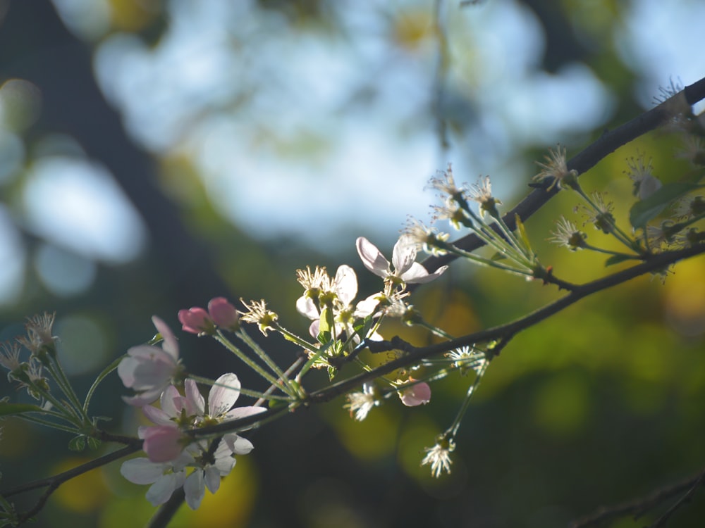 a close up of a tree branch with flowers