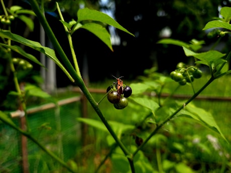 A small orange and black insect sits atop a cluster of unripe, green and dark berries on a leafy plant in a garden setting. The scene is vibrant with lush green foliage against a blurred natural background.