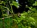 A small orange and black insect sits atop a cluster of unripe, green and dark berries on a leafy plant in a garden setting. The scene is vibrant with lush green foliage against a blurred natural background.