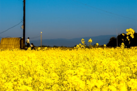 A vast field of bright yellow flowers, likely canola or rapeseed, stretches into the distance under a clear blue sky. In the background, there are blurred figures of two people near a small wooden structure and utility poles.