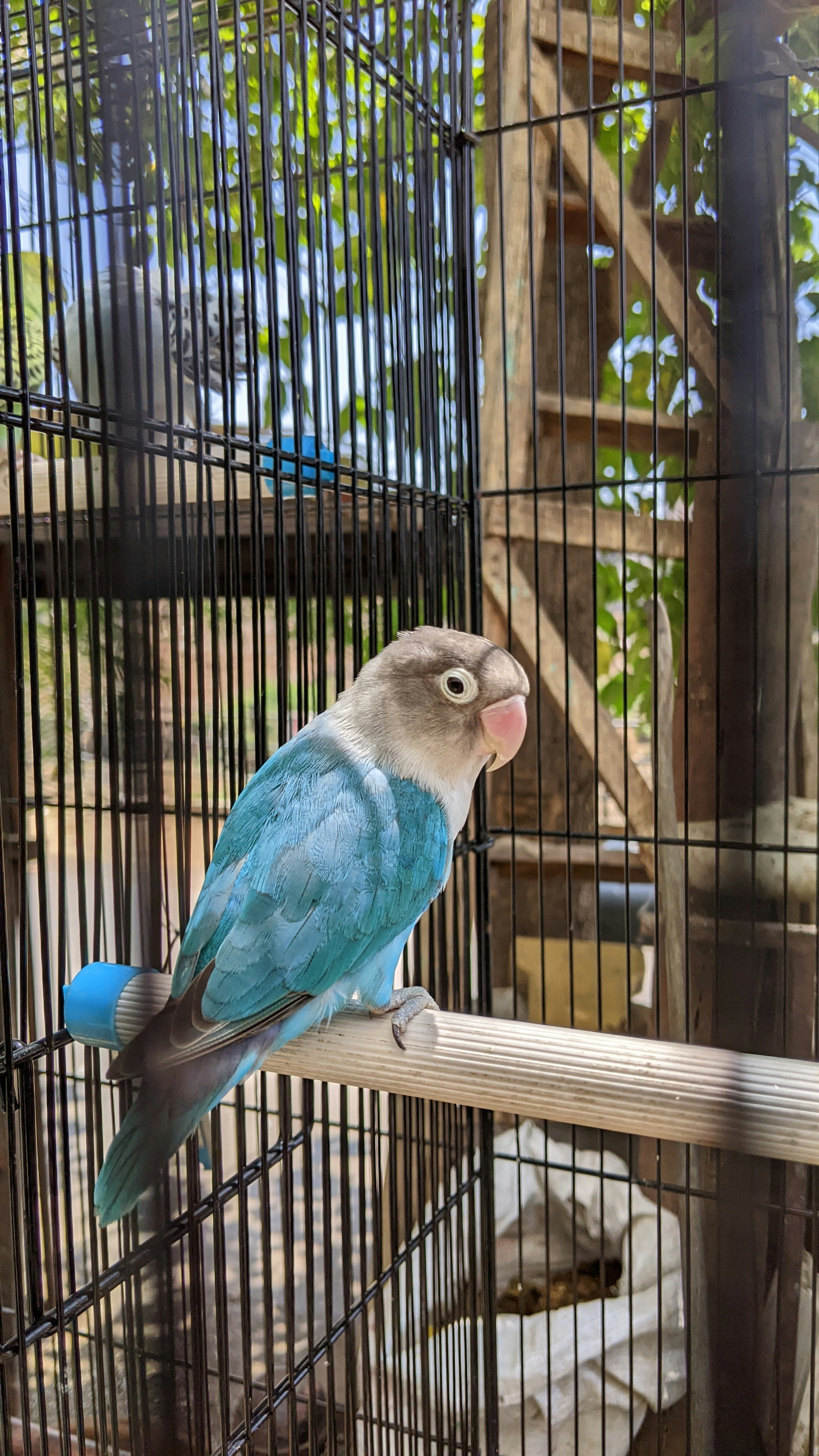 Understanding Bird Behavior