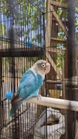 A small, vibrant blue lovebird with a light gray face perches on a wooden rod inside a metal cage. The surroundings include trees visible through the cage bars, which create a natural backdrop. Sunlight filters through the leaves, casting dappled shadows.