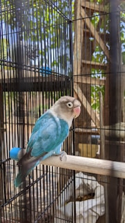 A small, vibrant blue lovebird with a light gray face perches on a wooden rod inside a metal cage. The surroundings include trees visible through the cage bars, which create a natural backdrop. Sunlight filters through the leaves, casting dappled shadows.