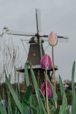 Three tulips with pink and purple petals stand tall in the foreground, surrounded by green leaves. In the background, an old windmill with a blurred effect gives depth to the scene, under a gray, overcast sky.