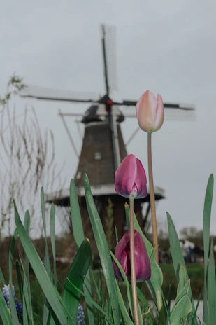 Three tulips with pink and purple petals stand tall in the foreground, surrounded by green leaves. In the background, an old windmill with a blurred effect gives depth to the scene, under a gray, overcast sky.