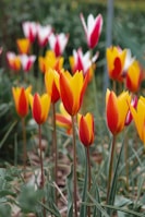 Brightly colored tulips with vibrant shades of red, yellow, and orange standing upright in a garden setting. The background is blurred, focusing on the lively flowers, conveying a sense of freshness and springtime.