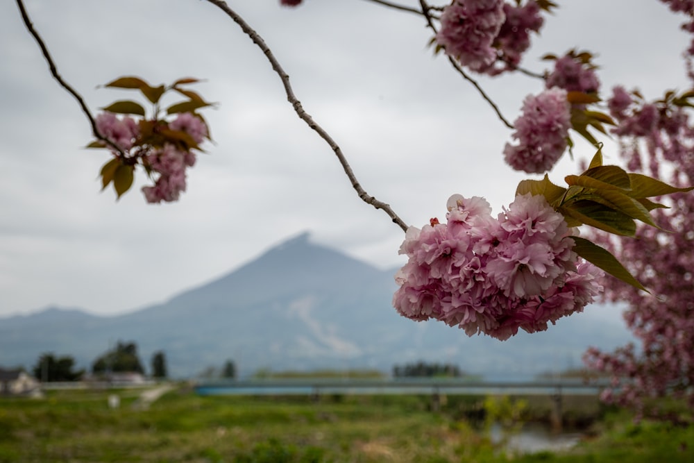 a pink flowered tree with a mountain in the background