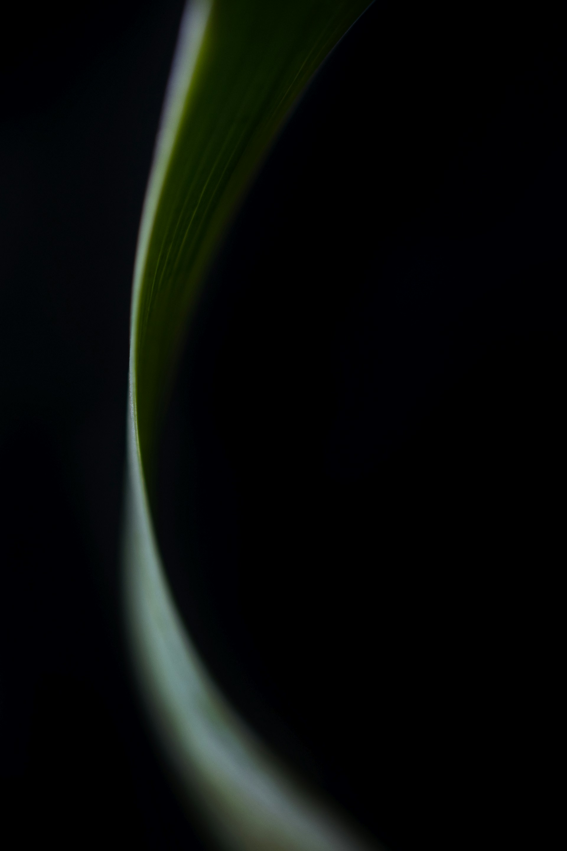 a close up of a green leaf on a black background
