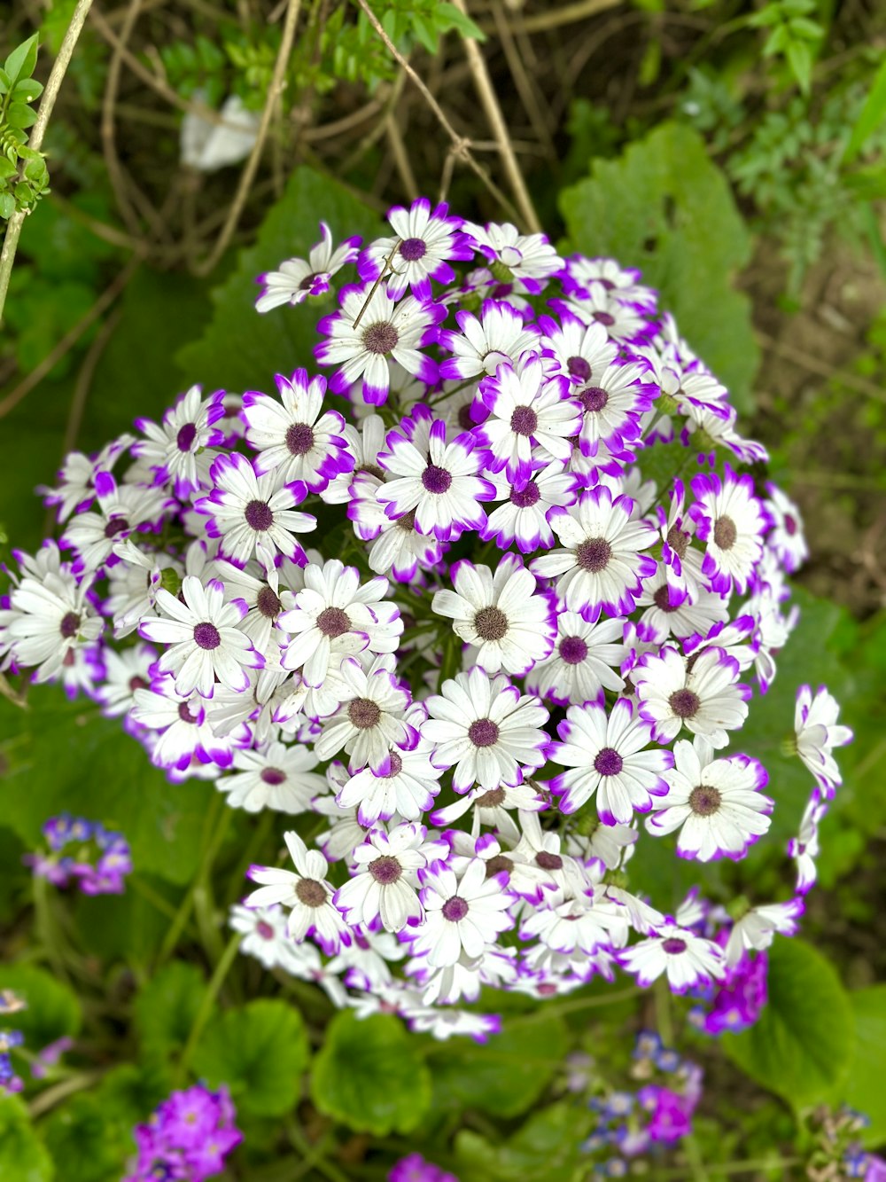 a bunch of purple and white flowers in a garden