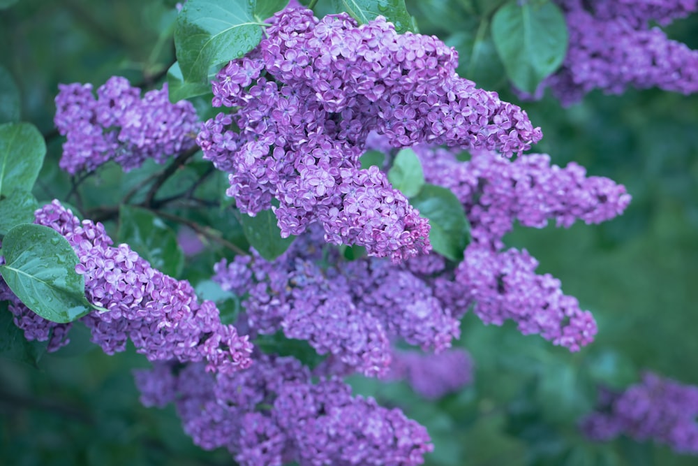 a bunch of purple flowers with green leaves