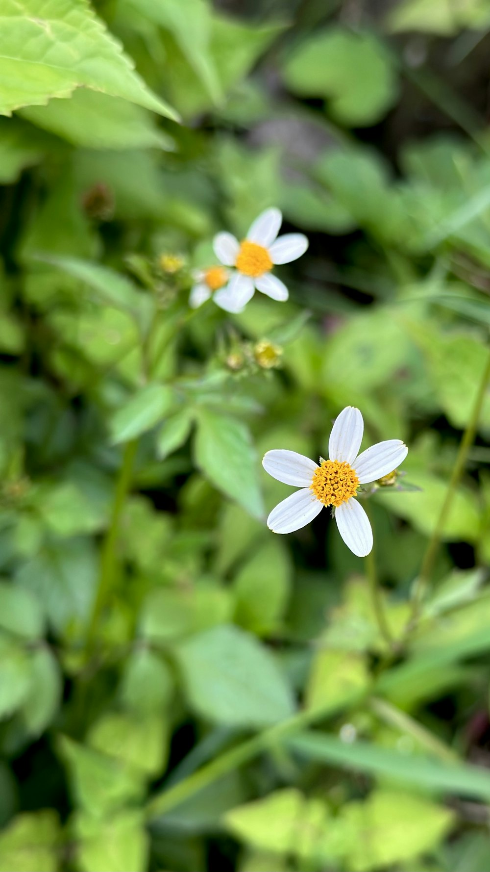 a couple of white flowers sitting on top of a lush green field