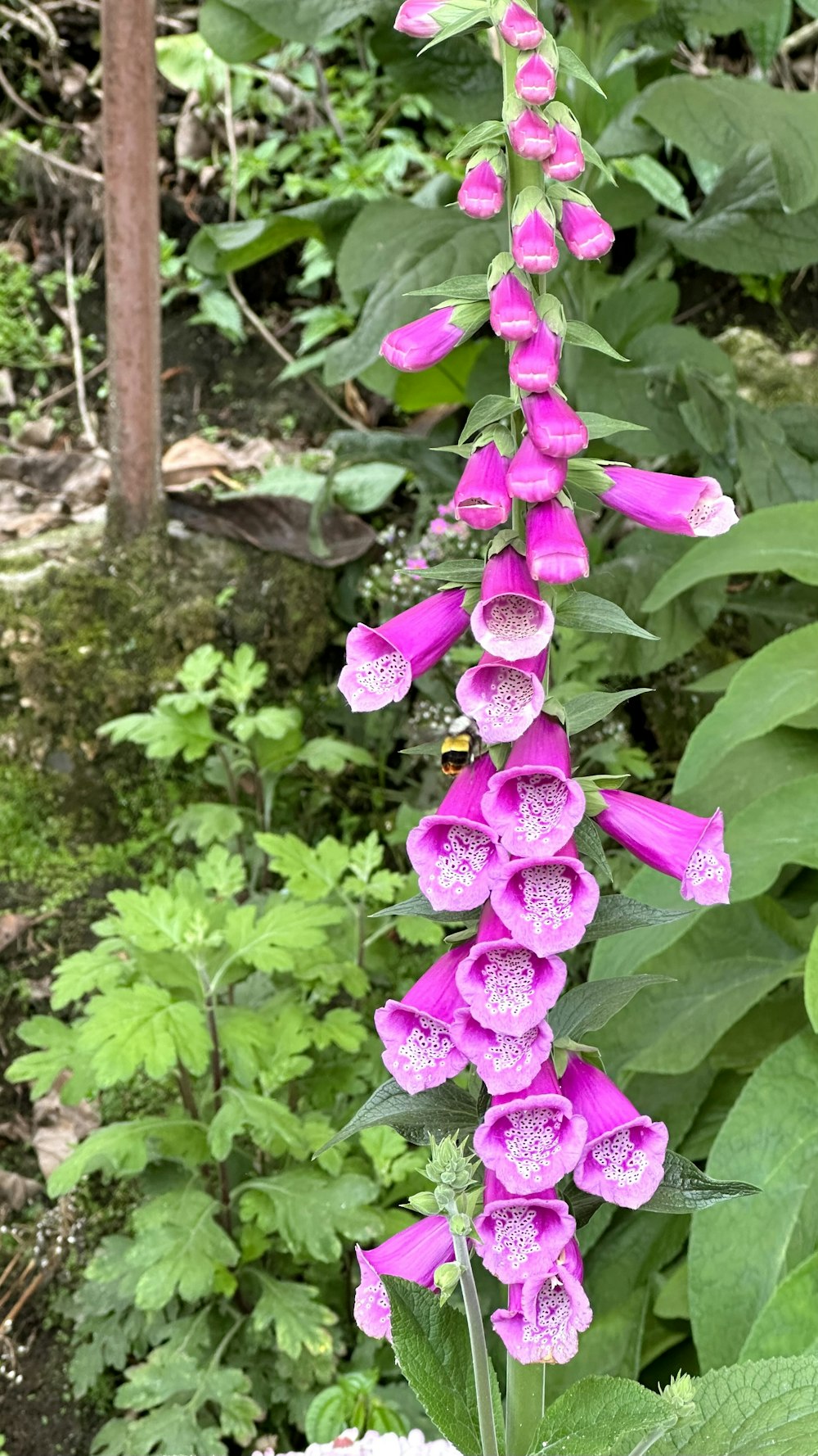 a purple flower is blooming in a garden