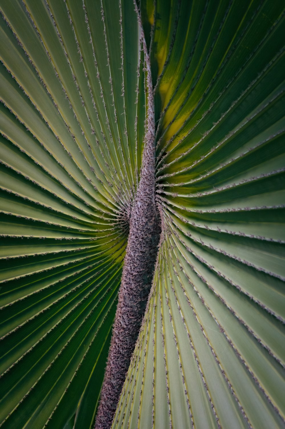 a close up of a large green leaf