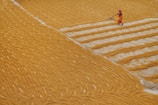 A person wearing vibrant clothing works in a large expanse of grain, spreading it out with a farming tool. The grain is arranged in neat rows, creating a textured pattern across the field. The setting appears agricultural with a focus on manual labor.