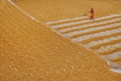 A person wearing vibrant clothing works in a large expanse of grain, spreading it out with a farming tool. The grain is arranged in neat rows, creating a textured pattern across the field. The setting appears agricultural with a focus on manual labor.