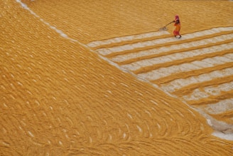 A person wearing vibrant clothing works in a large expanse of grain, spreading it out with a farming tool. The grain is arranged in neat rows, creating a textured pattern across the field. The setting appears agricultural with a focus on manual labor.