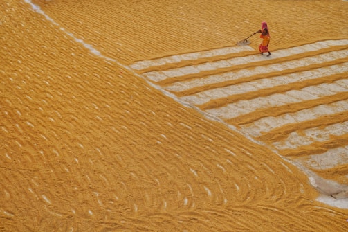 A person wearing vibrant clothing works in a large expanse of grain, spreading it out with a farming tool. The grain is arranged in neat rows, creating a textured pattern across the field. The setting appears agricultural with a focus on manual labor.