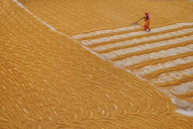 A person wearing vibrant clothing works in a large expanse of grain, spreading it out with a farming tool. The grain is arranged in neat rows, creating a textured pattern across the field. The setting appears agricultural with a focus on manual labor.