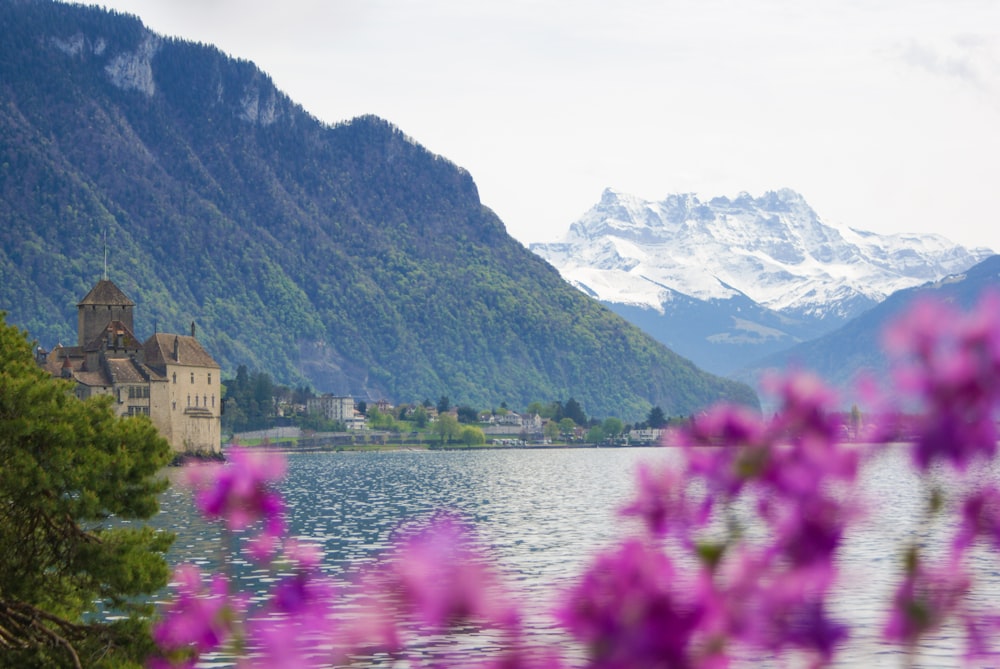 a lake with mountains in the background and purple flowers in the foreground