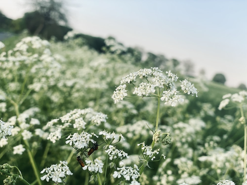 a field of white flowers with a blue sky in the background