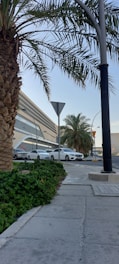 A row of white cars is parked along a street next to a modern building with multiple large windows. Palm trees and green vegetation are seen in the foreground, with a traffic sign and a street lamp nearby. The sky is clear and blue.