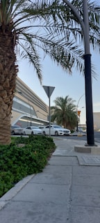 A row of white cars is parked along a street next to a modern building with multiple large windows. Palm trees and green vegetation are seen in the foreground, with a traffic sign and a street lamp nearby. The sky is clear and blue.