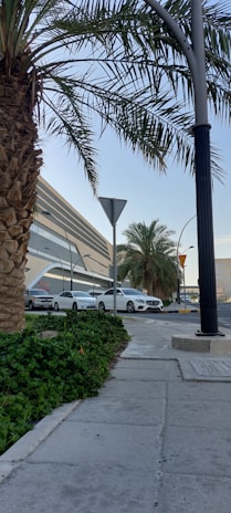 A row of white cars is parked along a street next to a modern building with multiple large windows. Palm trees and green vegetation are seen in the foreground, with a traffic sign and a street lamp nearby. The sky is clear and blue.