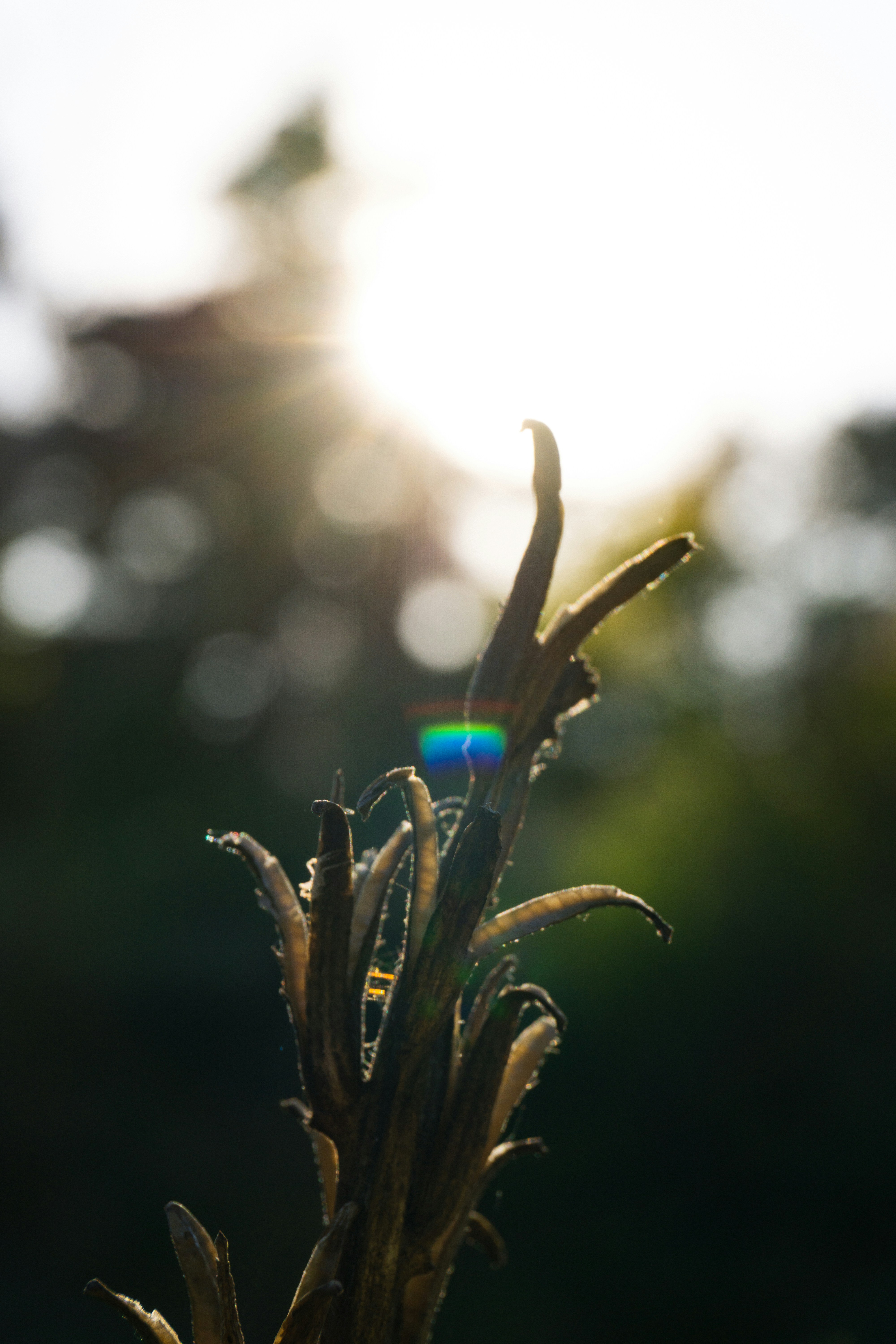A close up of a plant with the sun in the background photo – Free ...