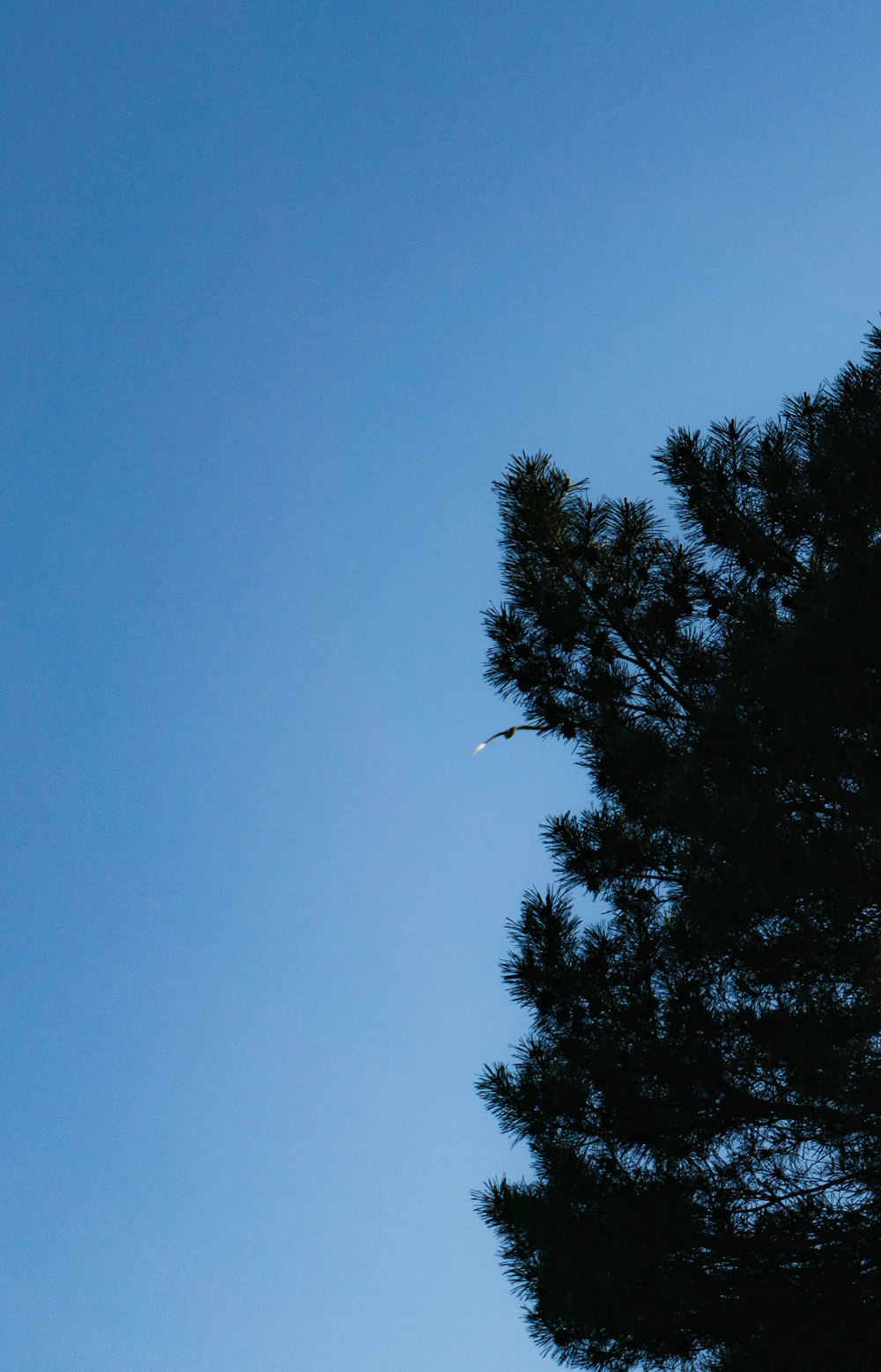 a plane flying through a blue sky next to a tree