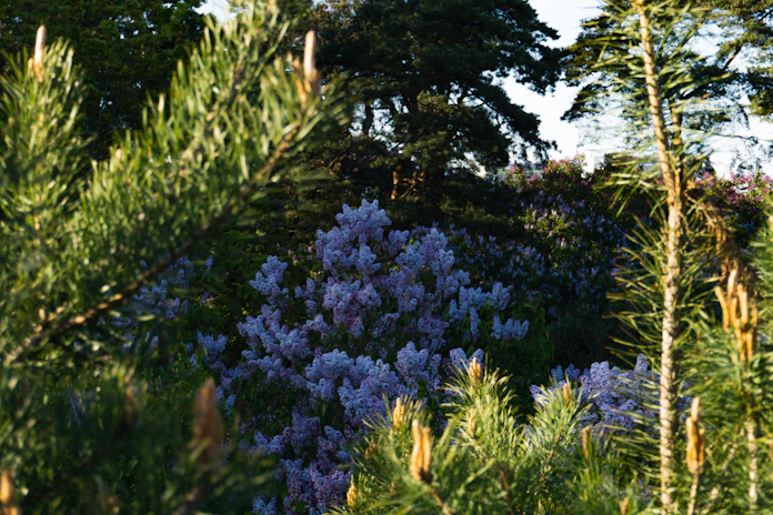 A serene botanical garden with soft lilac flowers blooming around an elegant outdoor wedding setup.