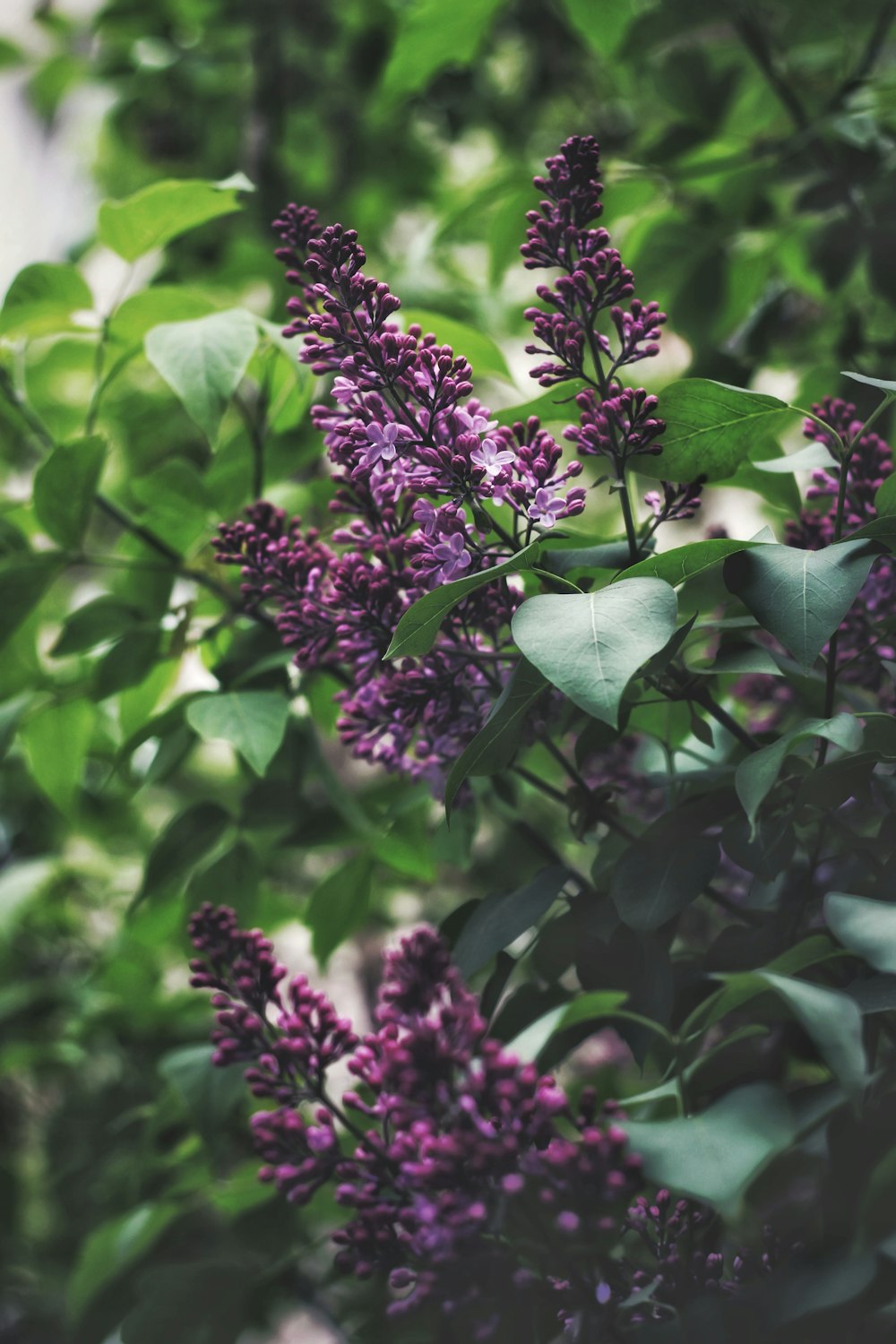 a bunch of purple flowers growing on a tree