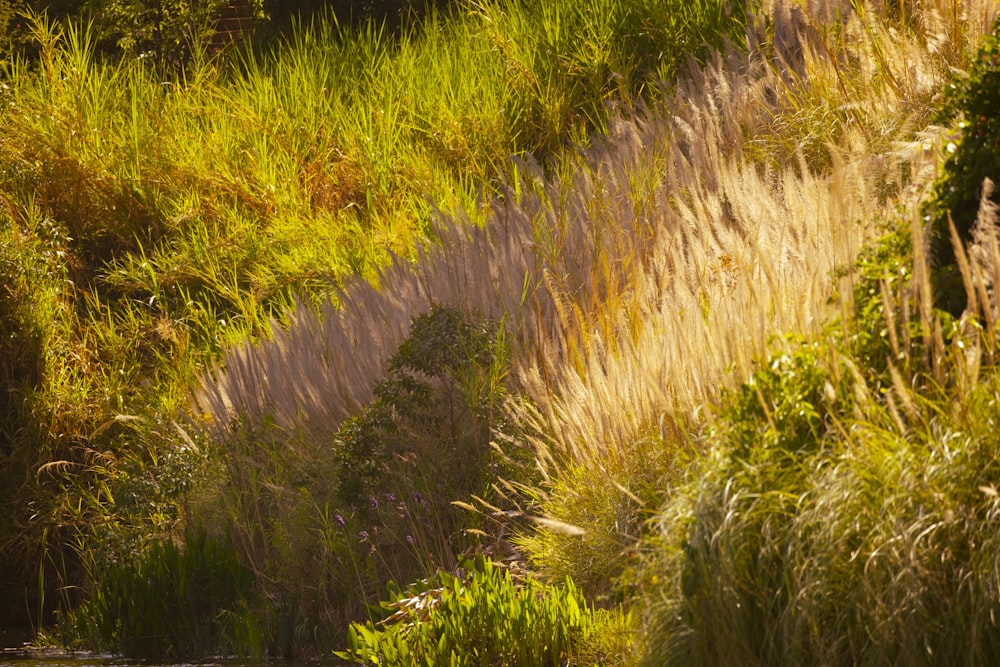 a grassy hill with a stream running through it