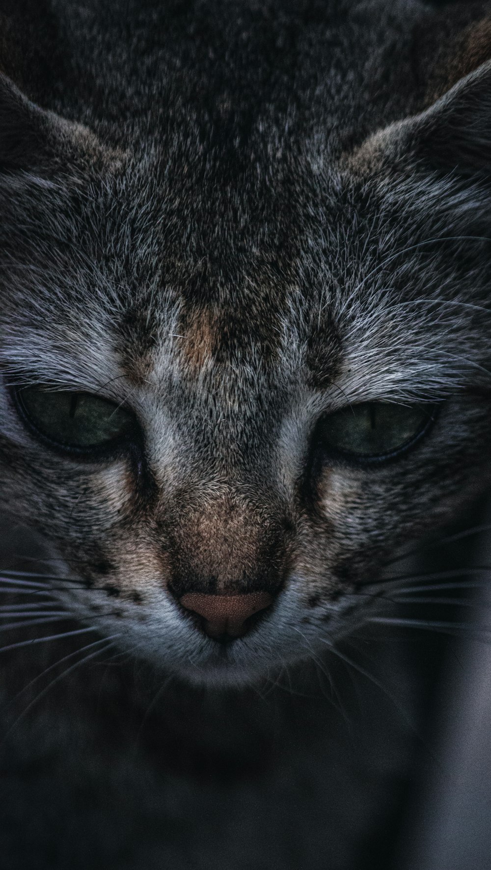 a close up of a cat with green eyes