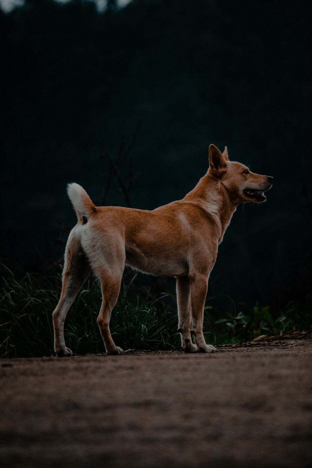 a brown dog standing on top of a dirt road