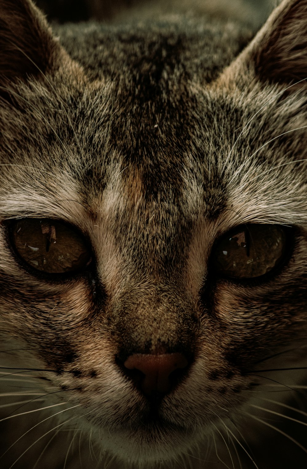 a close up of a cat's face with a blurry background