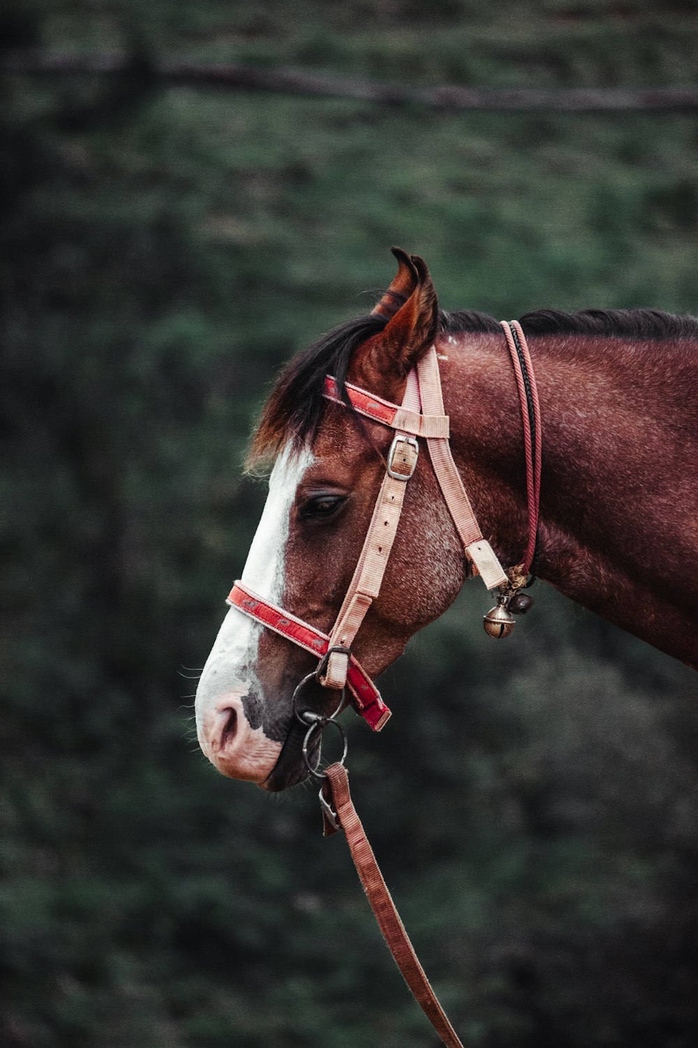 a brown and white horse wearing a bridle