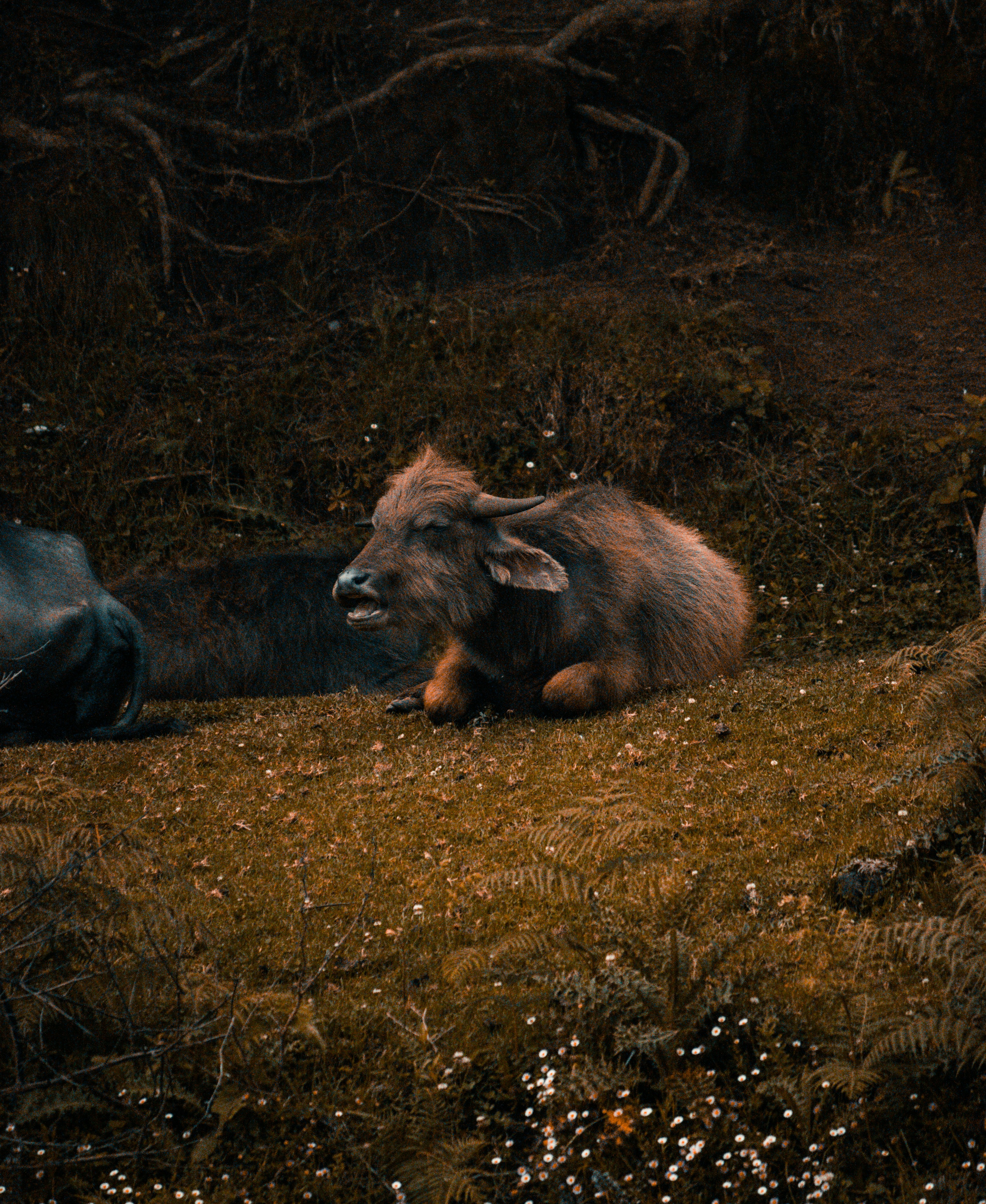 [hikaye] : Spotlight Hog'un Sinir Krizi Geçirmesi