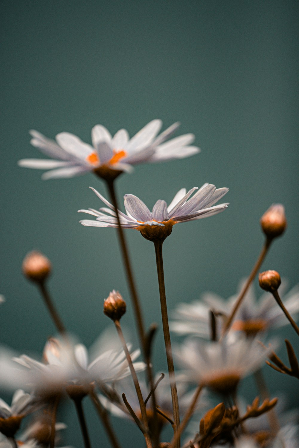 a close up of a bunch of white flowers