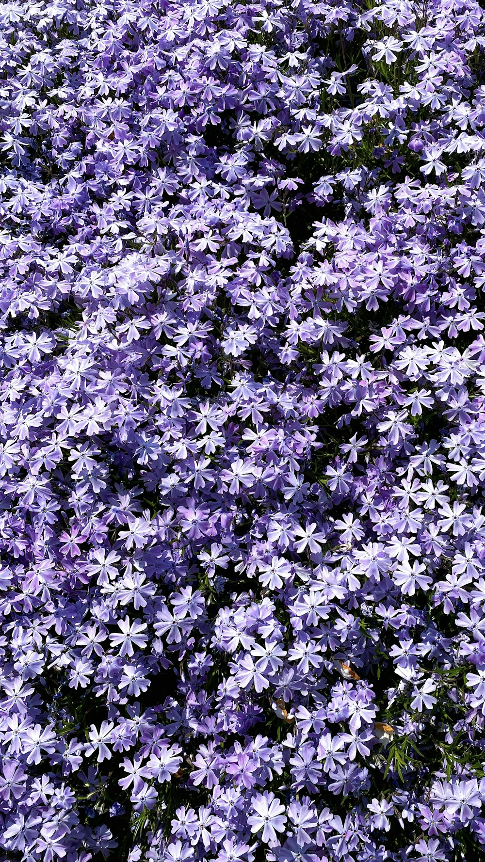 a bunch of purple flowers in a field