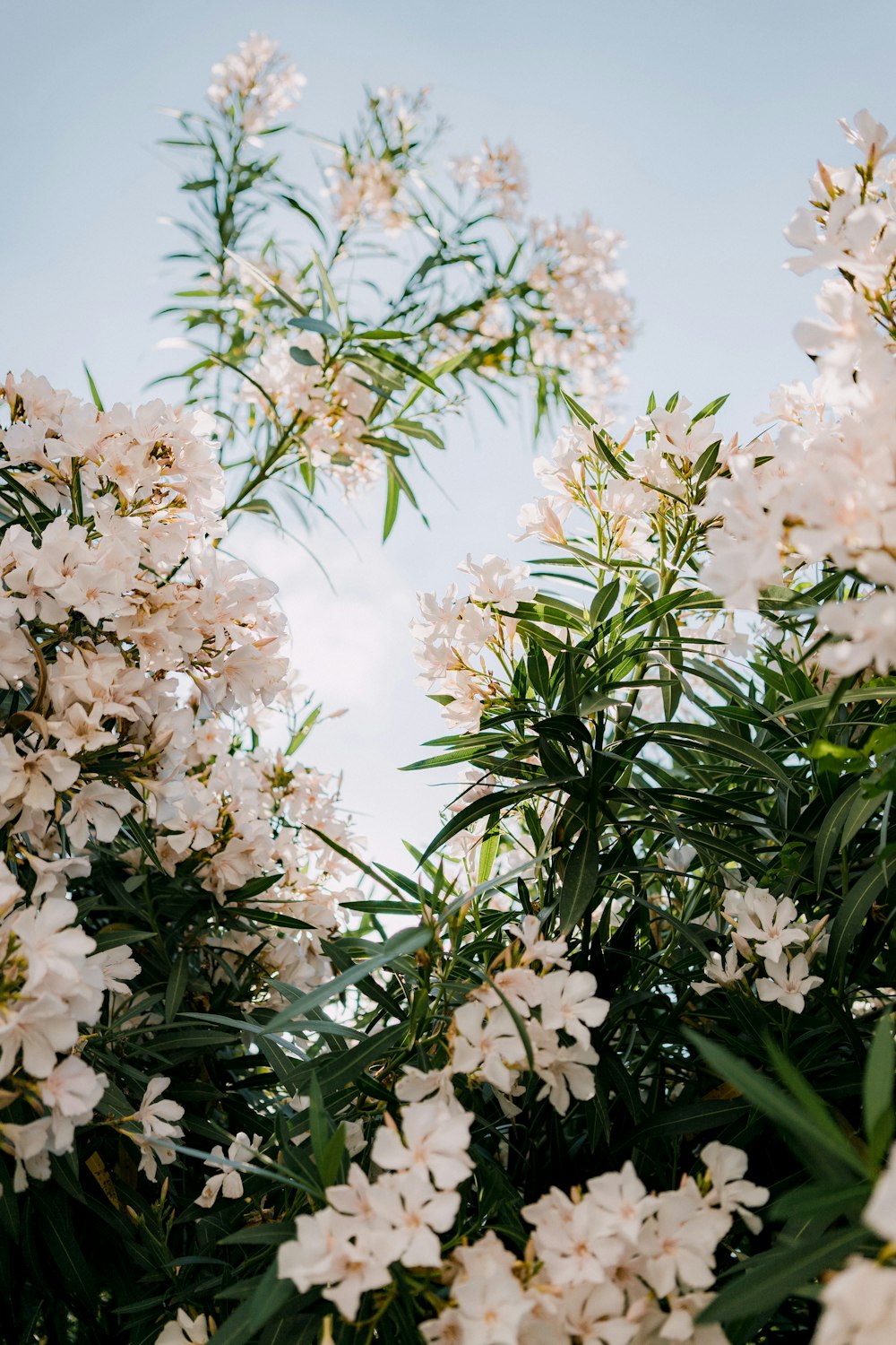 ein Strauß weißer Blumen, die auf einem Baum stehen