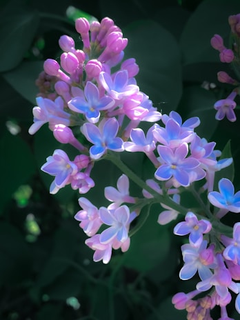 A cluster of lilac and peach flowers with varying petal textures, arranged in a loose bouquet.