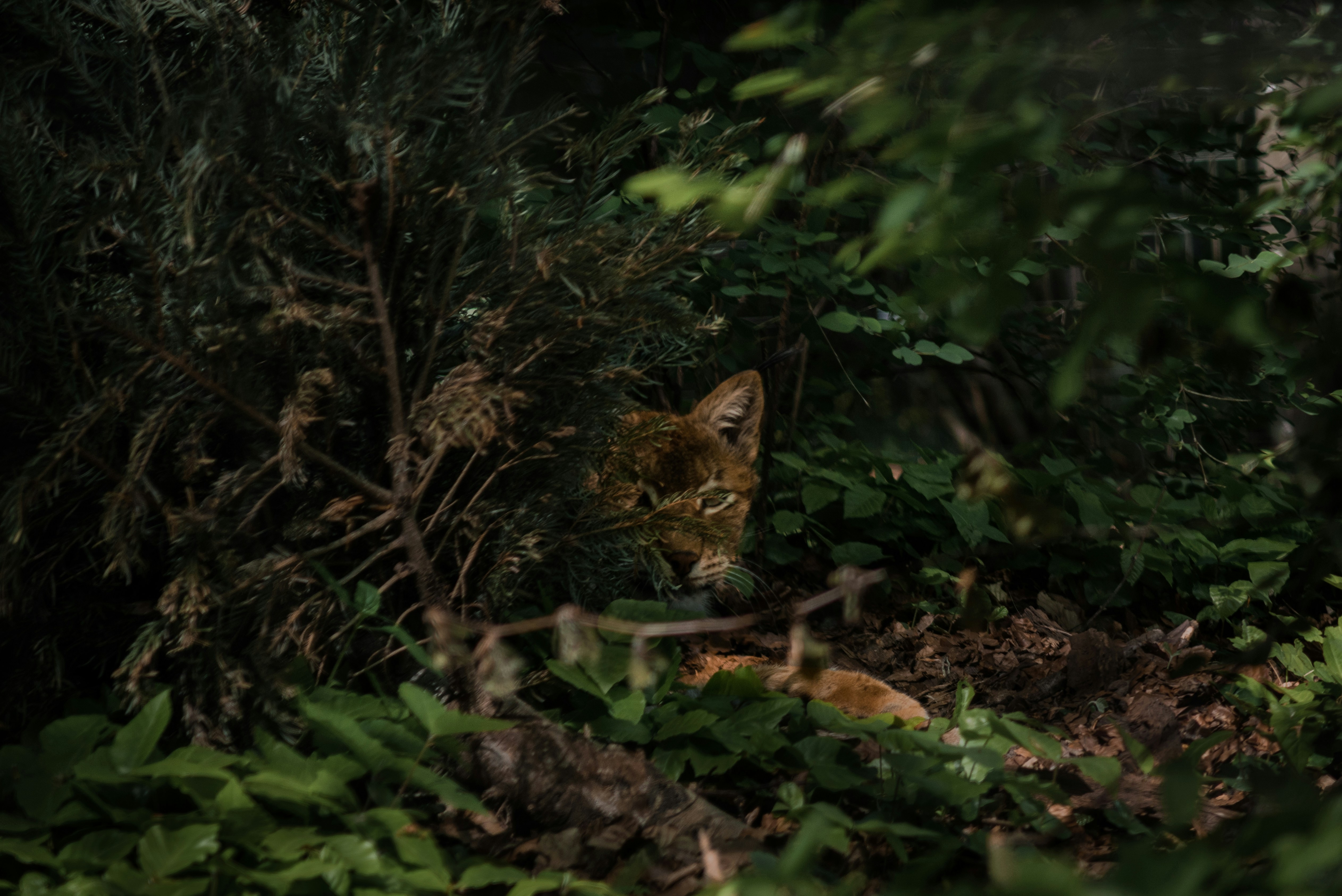 Photo by franzgrossmann