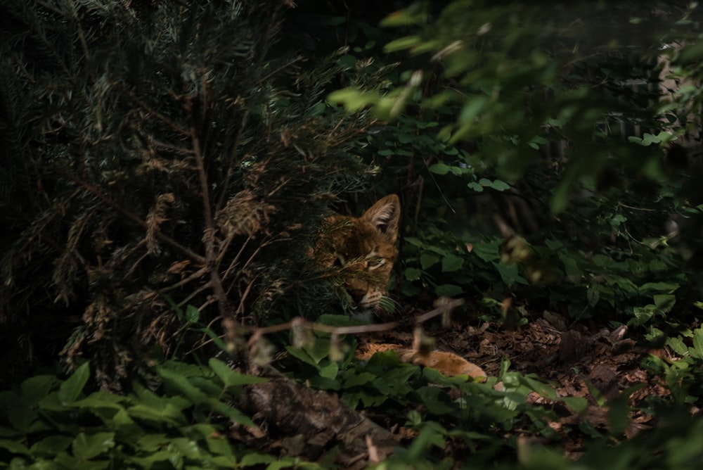 a cat is hiding in the bushes at night