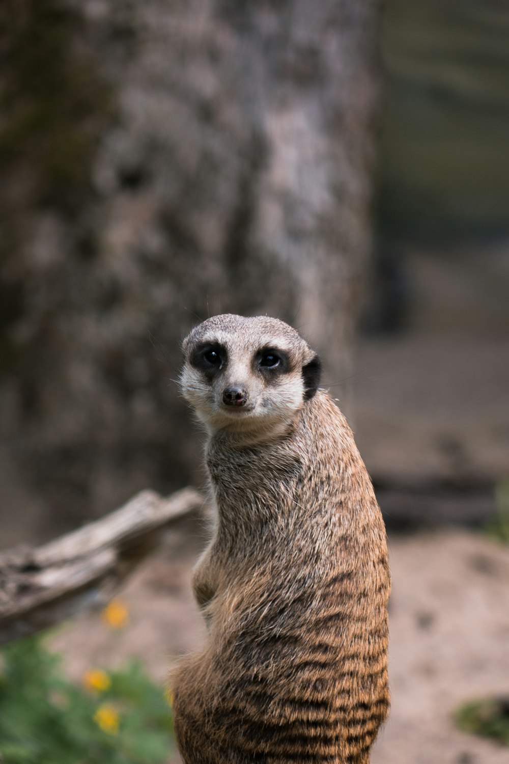 a meerkat standing on its hind legs on a rock