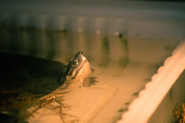 A beginner setting up a turtle tank with plants and basking spots.