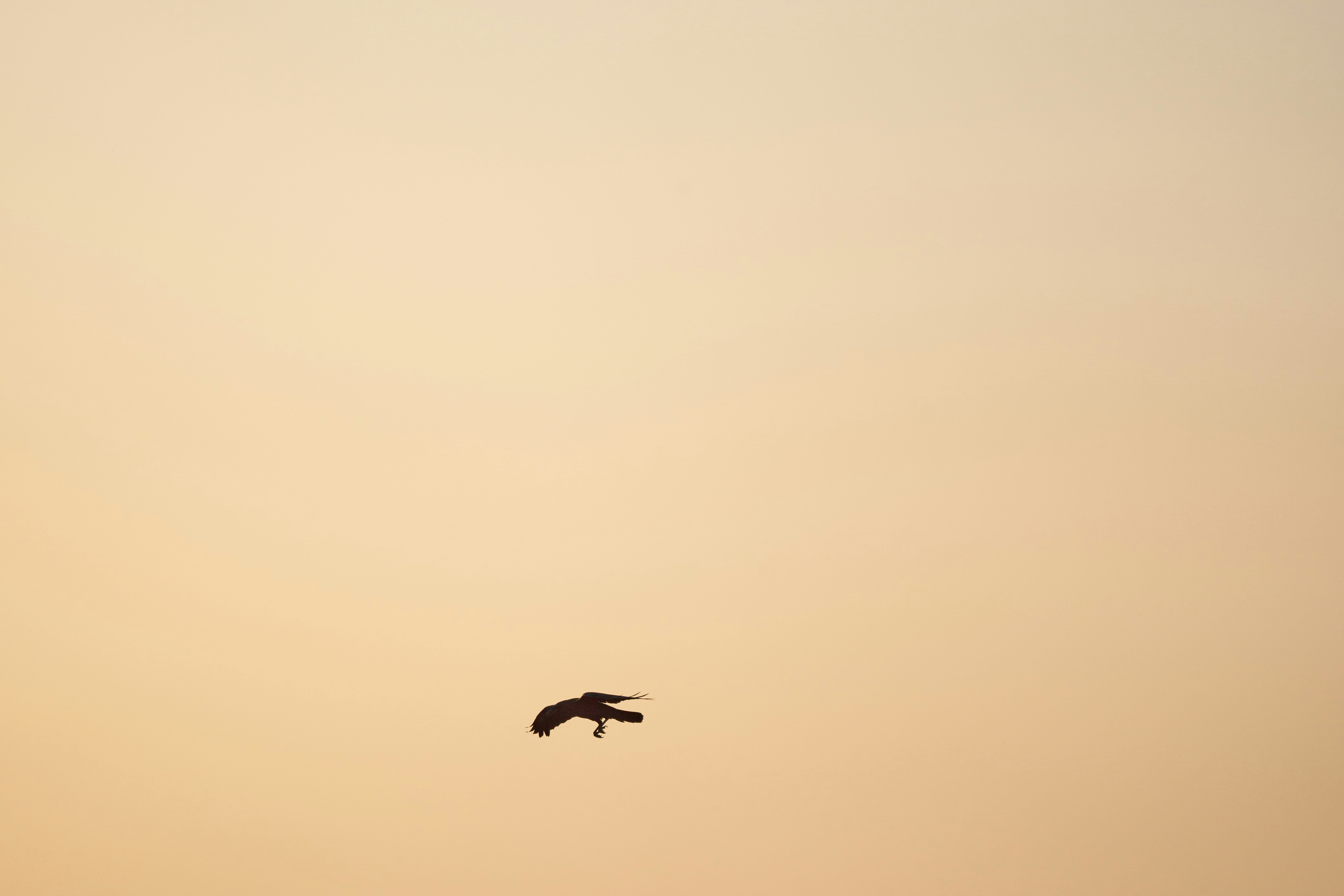 Photo by wolfgang_hasselmann