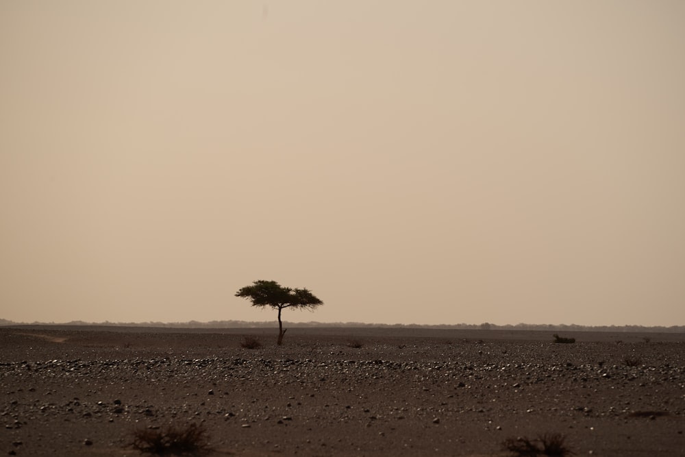 a lone tree in the middle of the desert